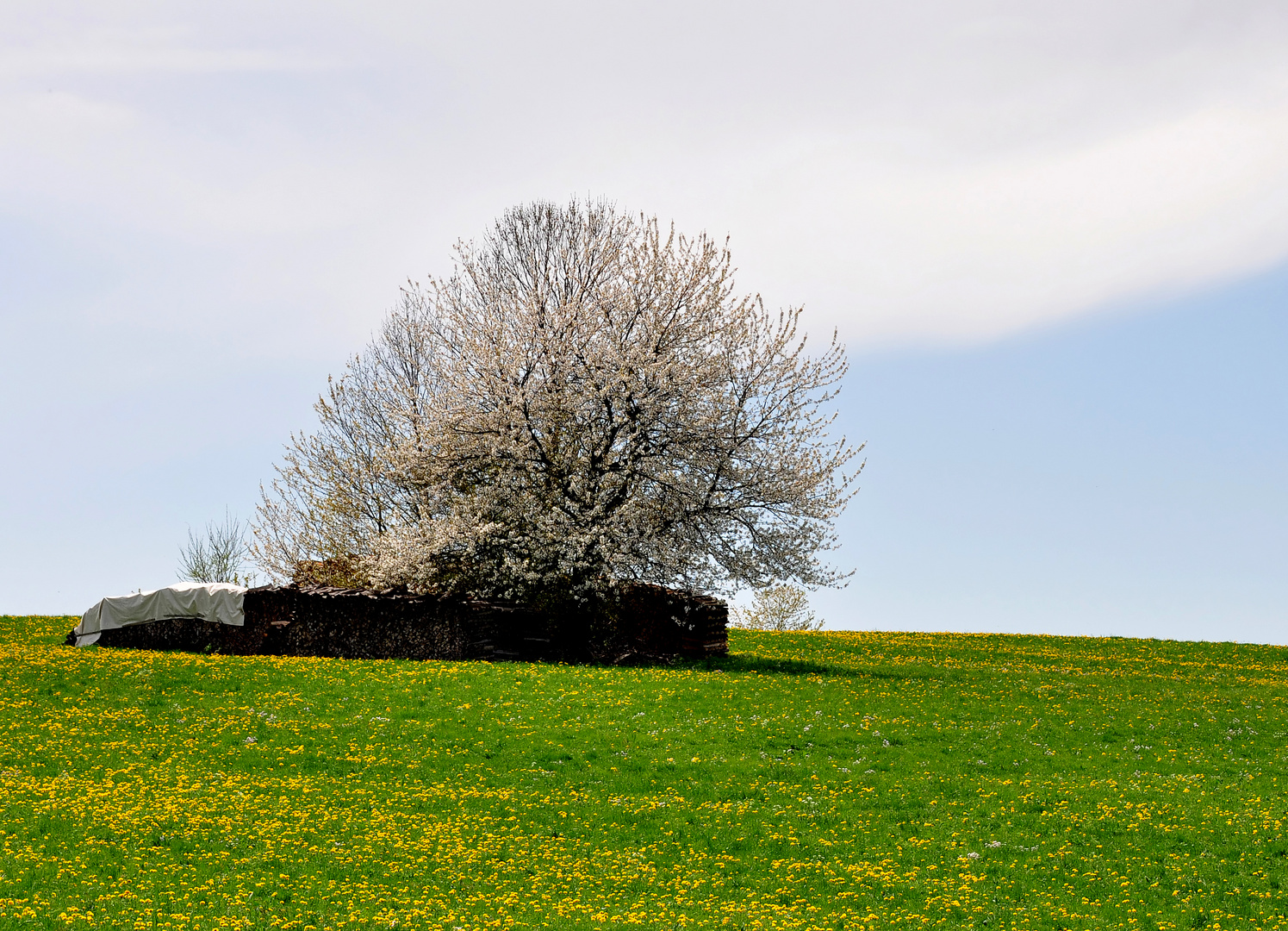 Baumblüte