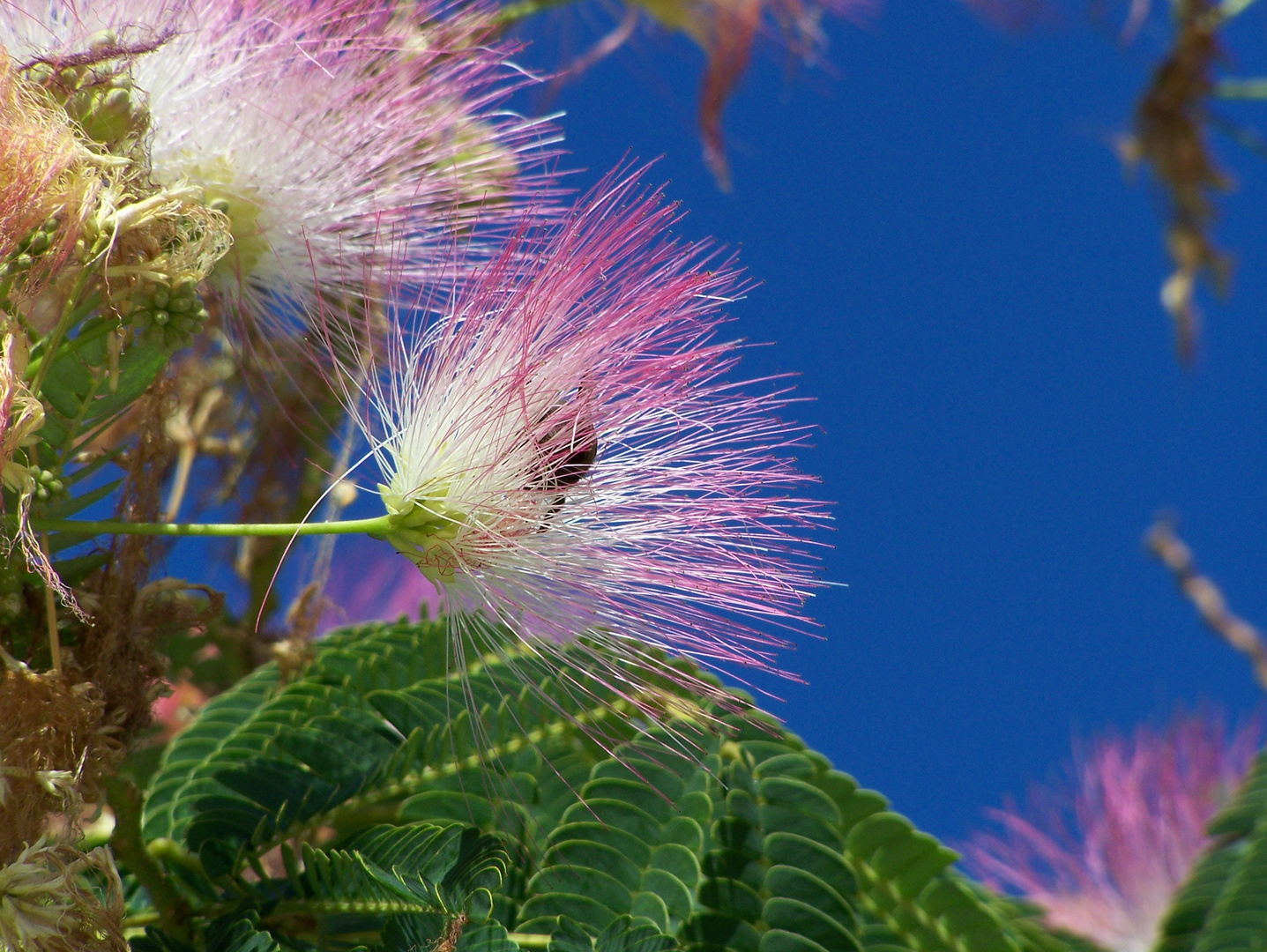 Baumblüte