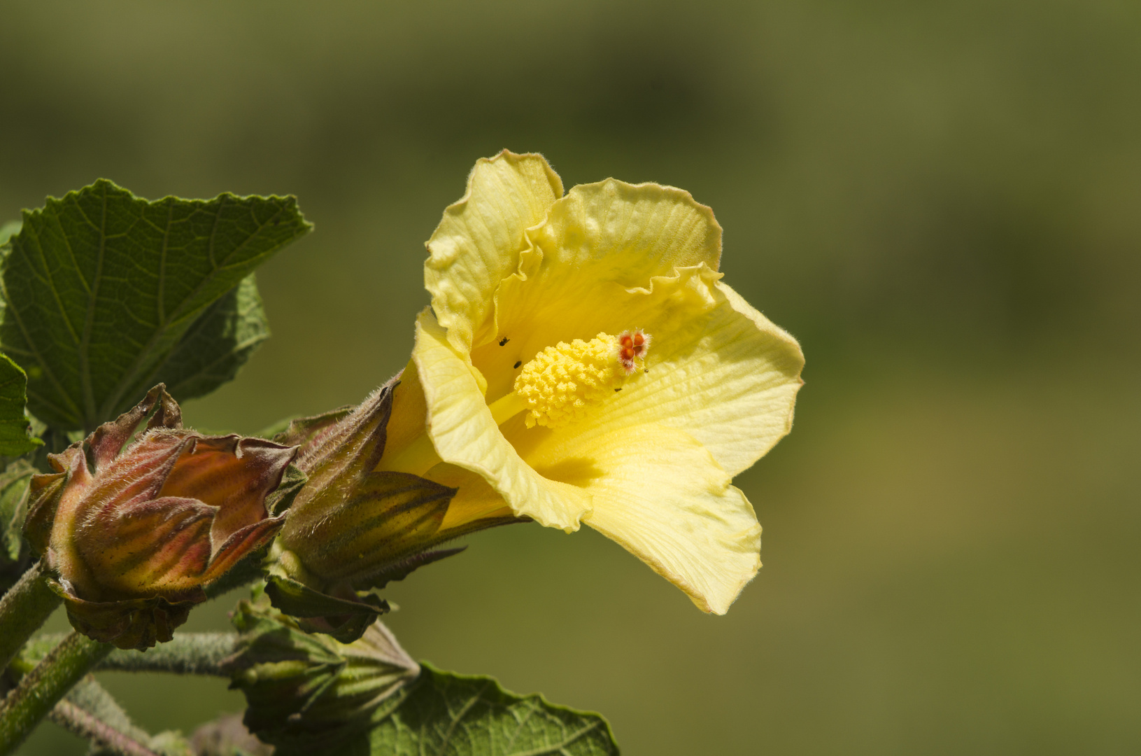 Baumblüte bei San Gerardo de Dota