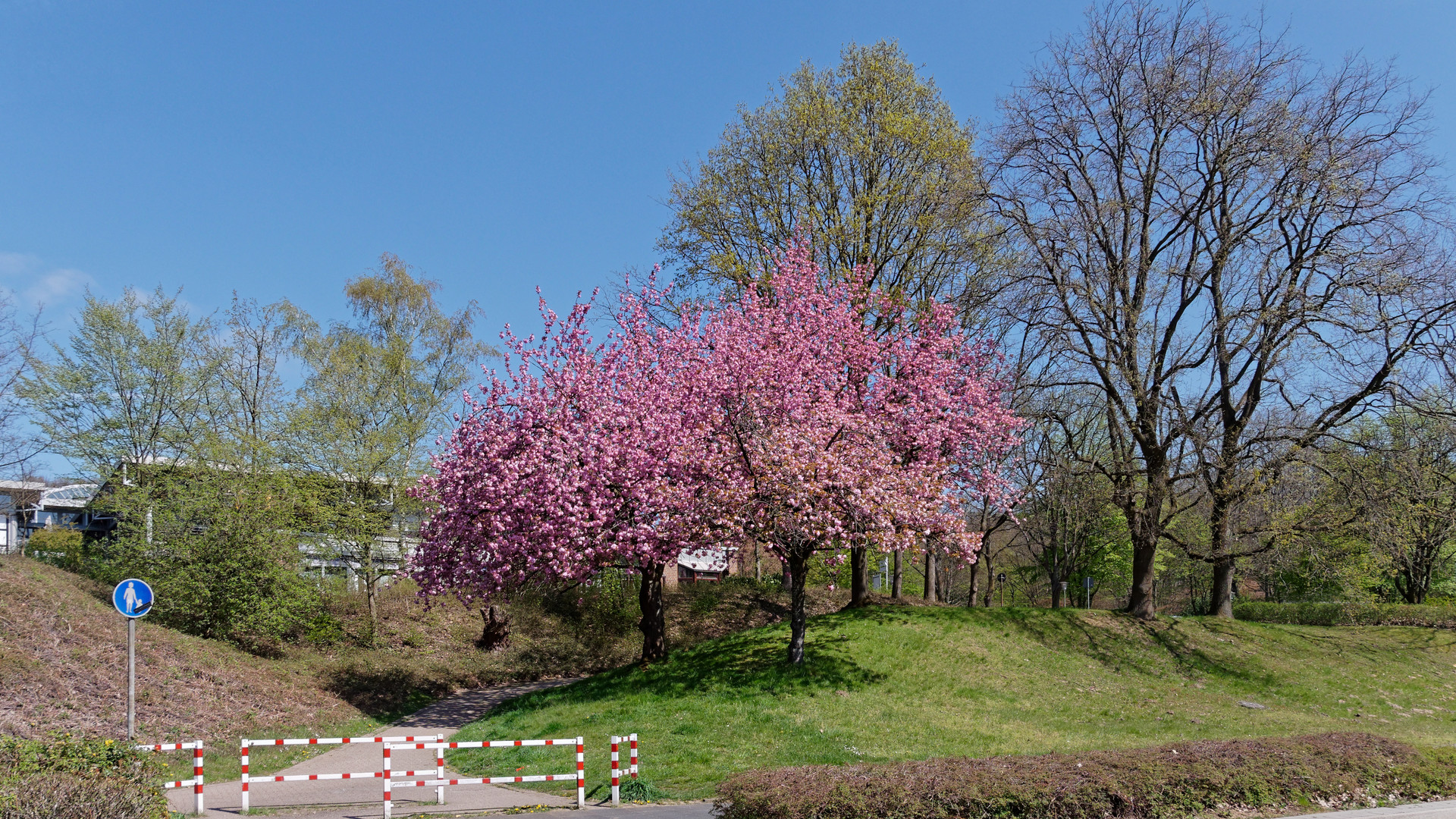 Baumblüte beim Bürgerhaus