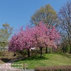 Baumblüte beim Bürgerhaus