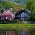 Baumblüte - Bodenwerder an der Weser