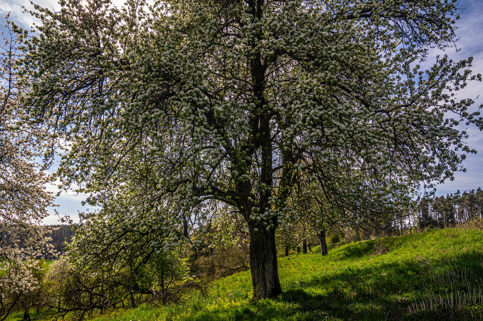 Baumblüte