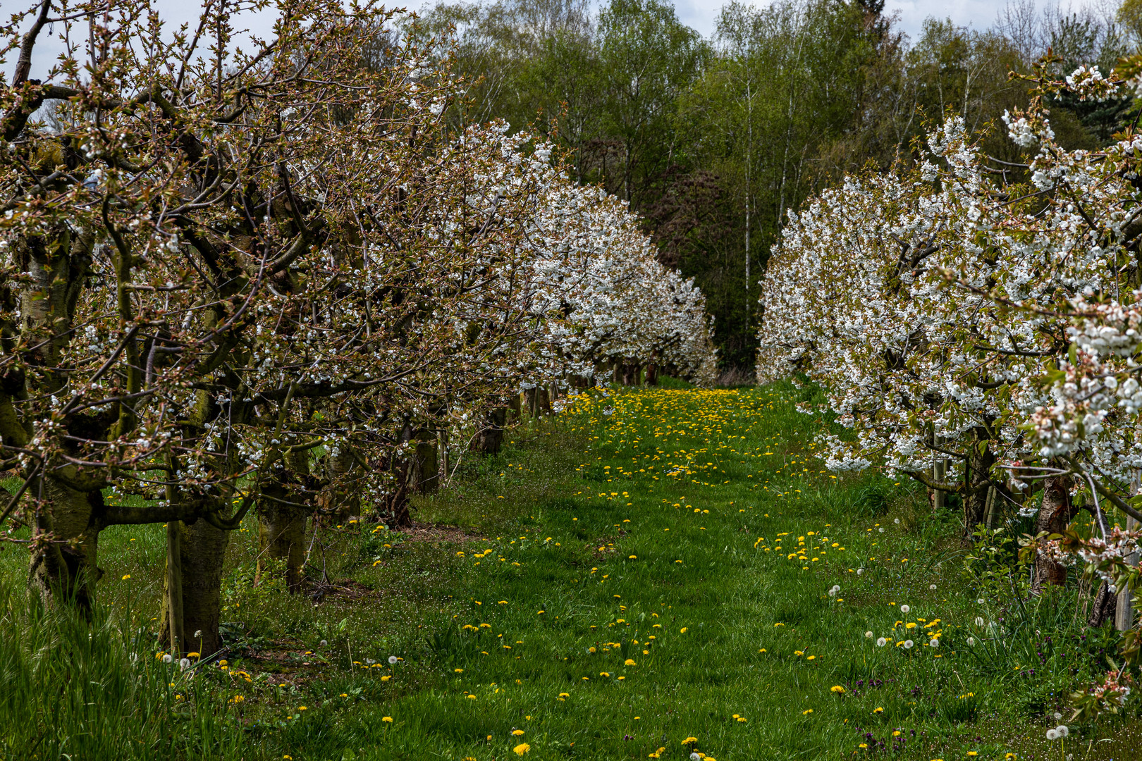 Baumblüte