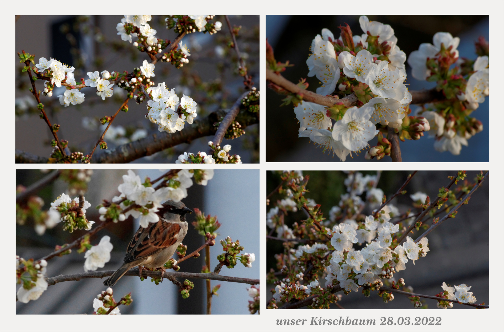 ...Baumblüte