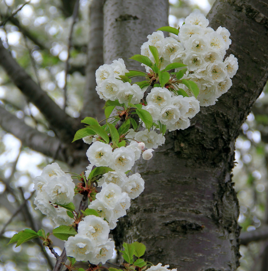 Baumblüte