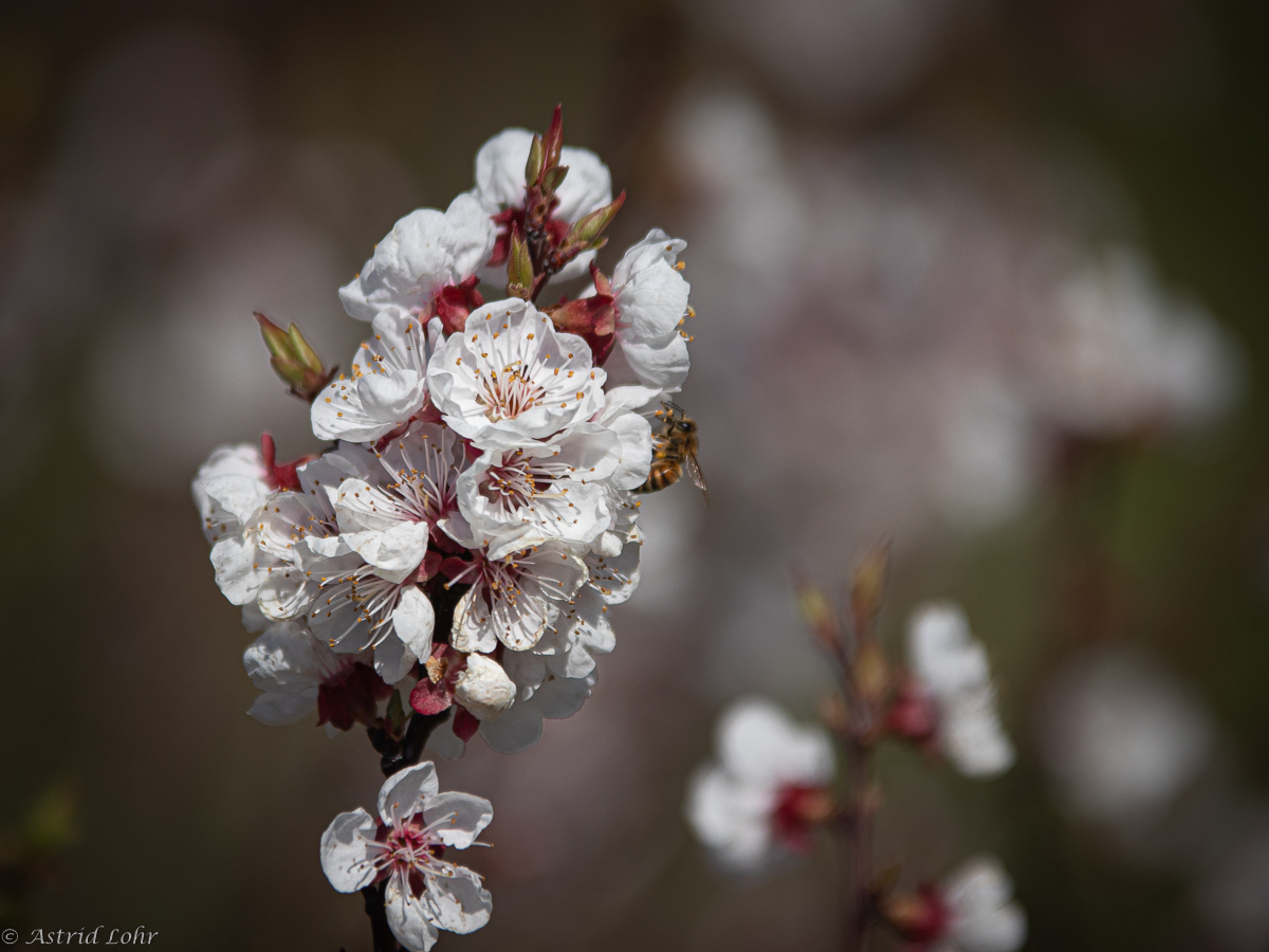 Baumblüte