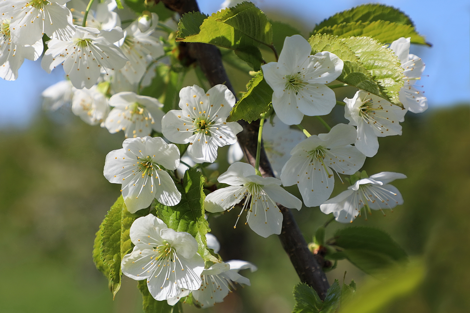 Baumblüte