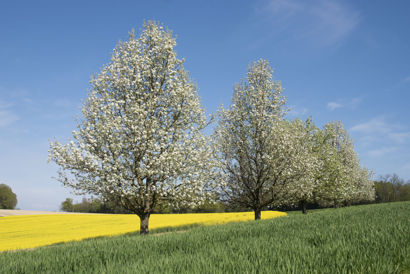 Baumblüte