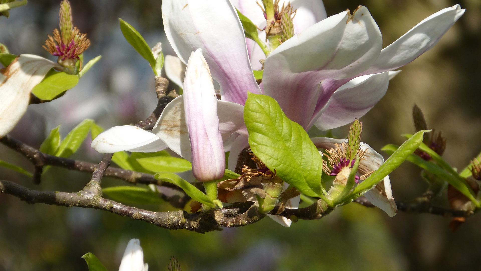 Baumblüte