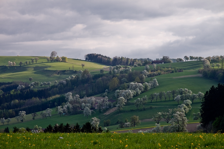 Baumblüte