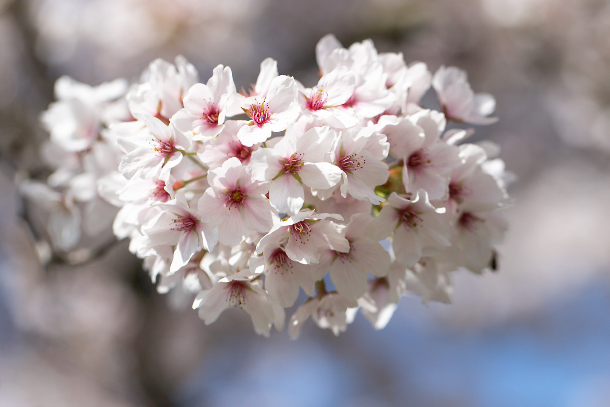 Baumblüte