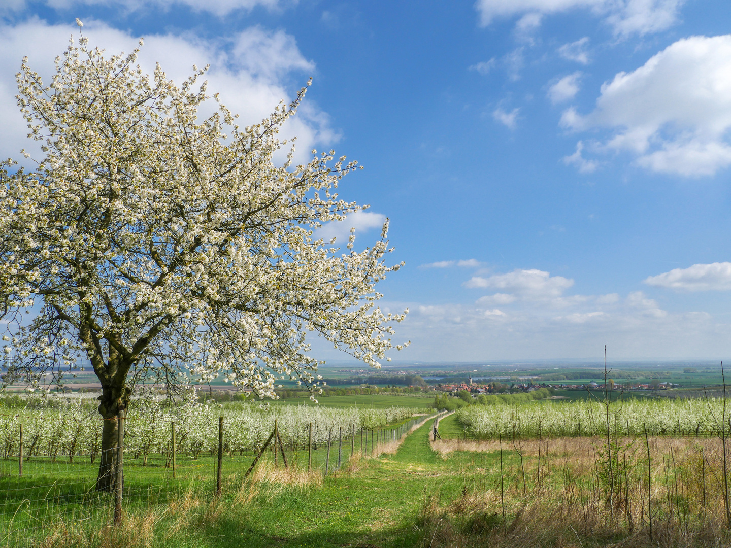 Baumblüte Fahner Höhe