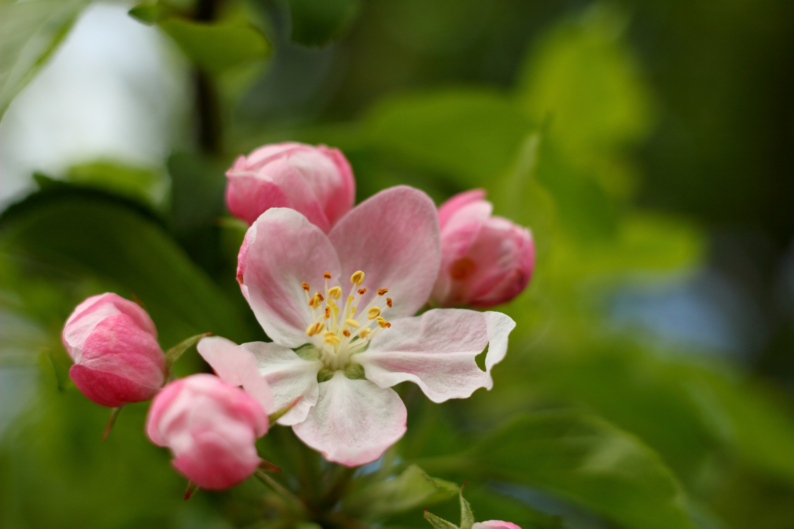 Baumblüte