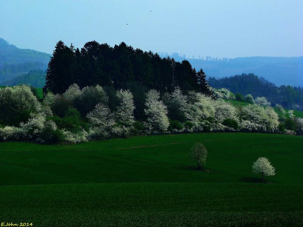 Baumblüte im April