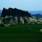 Baumblüte im April