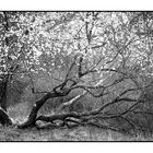 Baumblüte im April bei Vogelsang