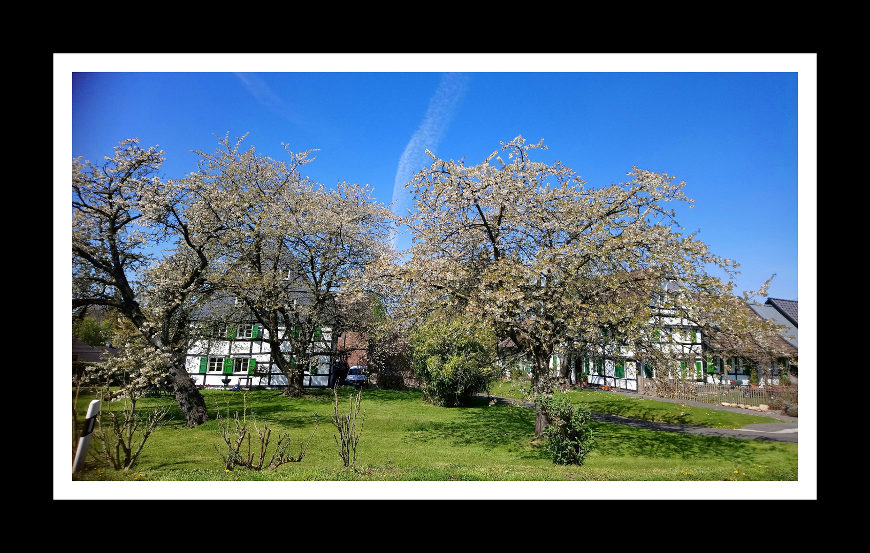 Baumblüte im Bergischen Land