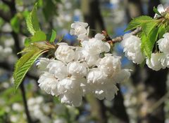 Baumblüte im Burghauser Stadtpark