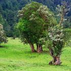 Baumblüte im chilenischen Herbst