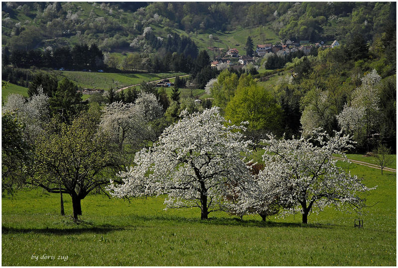 Baumblüte im Dernbacher Tal....