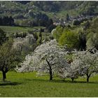 Baumblüte im Dernbacher Tal....