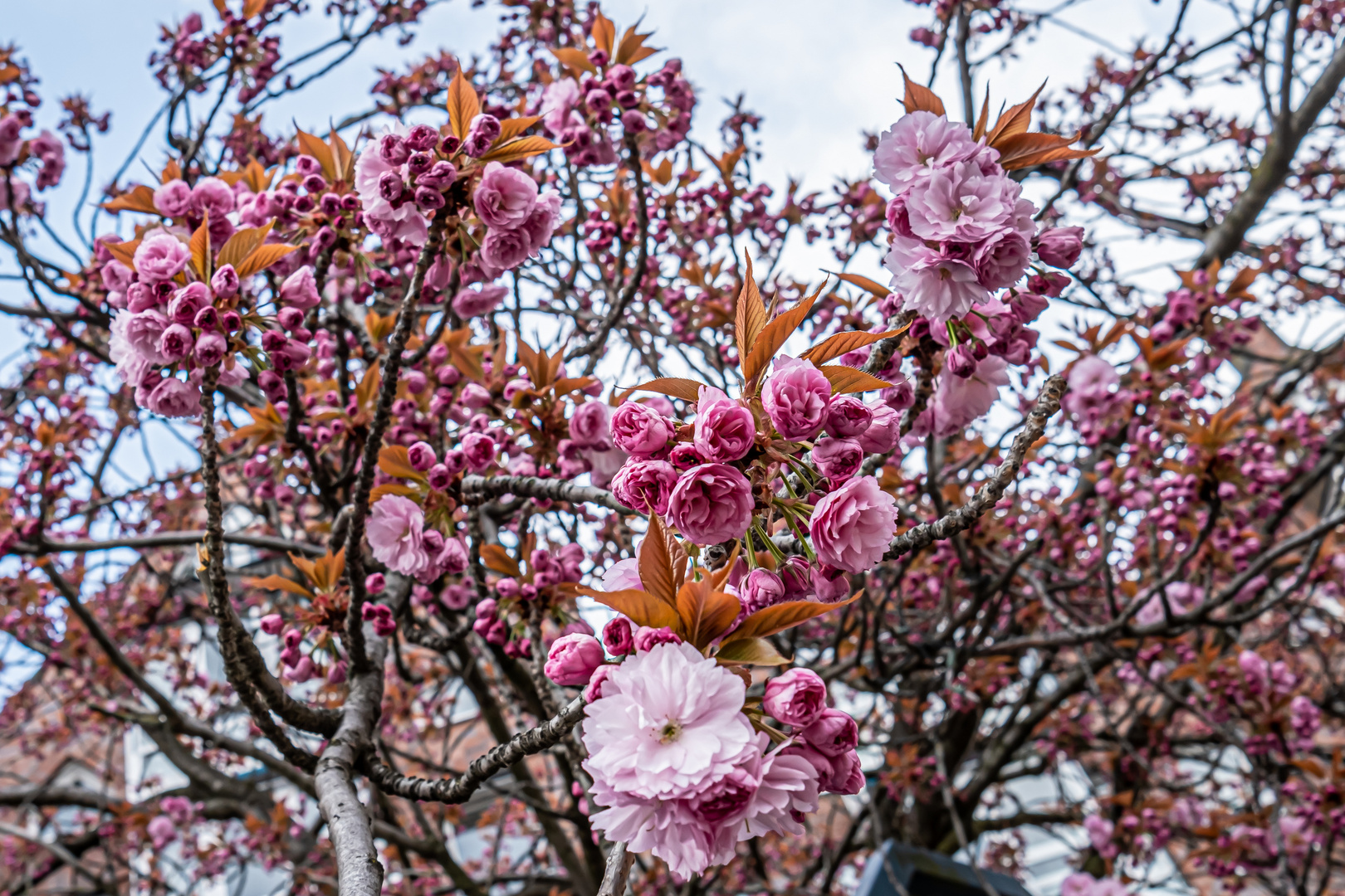 Baumblüte im Frühling