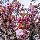 Baumblüte im Frühling