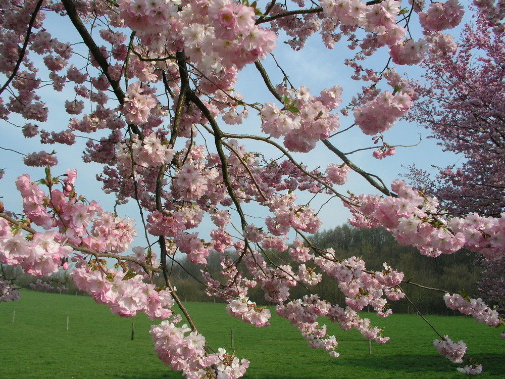 Baumblüte im Frühling