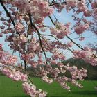 Baumblüte im Frühling