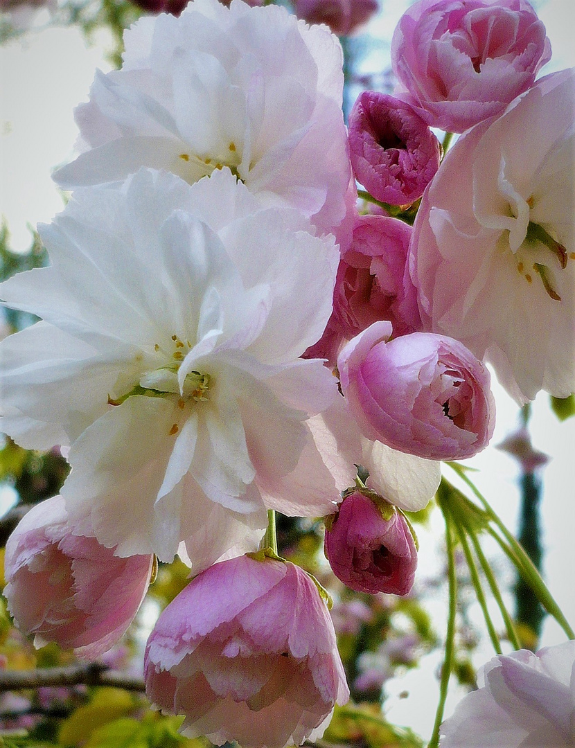 Baumblüte im Frühling