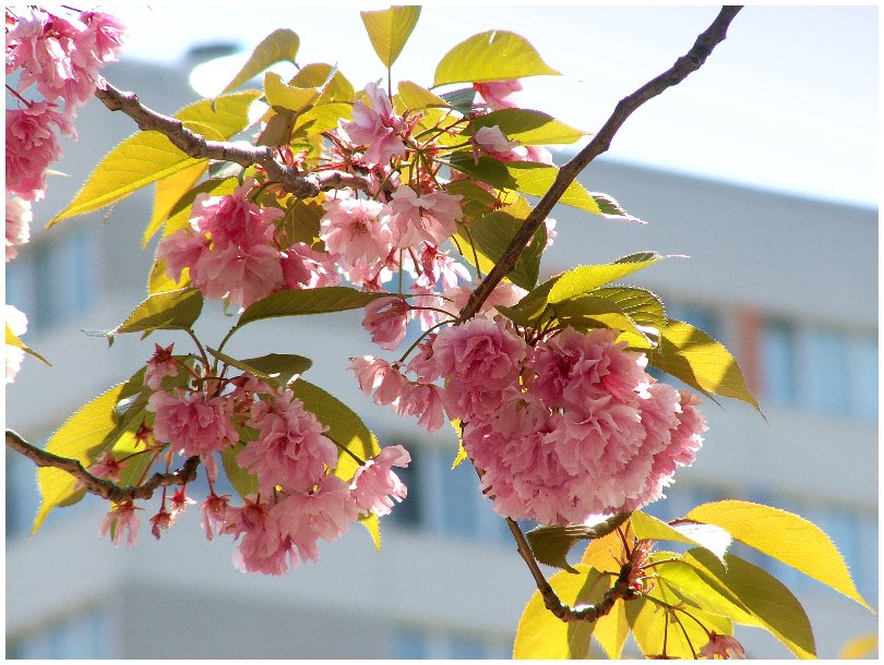 Baumblüte im Hansaviertel