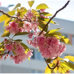 Baumblüte im Hansaviertel