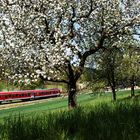 Baumblüte im Krebsbachtal