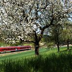 Baumblüte im Krebsbachtal