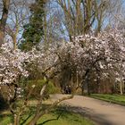 Baumblüte im Kurpark Wiesbaden