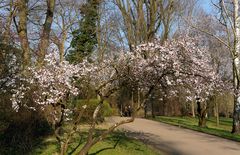 Baumblüte im Kurpark Wiesbaden