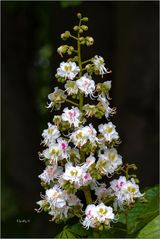 - Baumblüte im Mai -