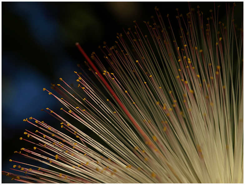 Baumblüte im Morgengrauen