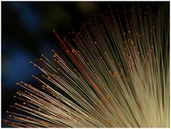 Baumblüte im Morgengrauen