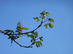 Baumblüte im Oktober