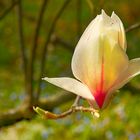 Baumblüte im Sonnenlicht