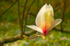 Baumblüte im Sonnenlicht