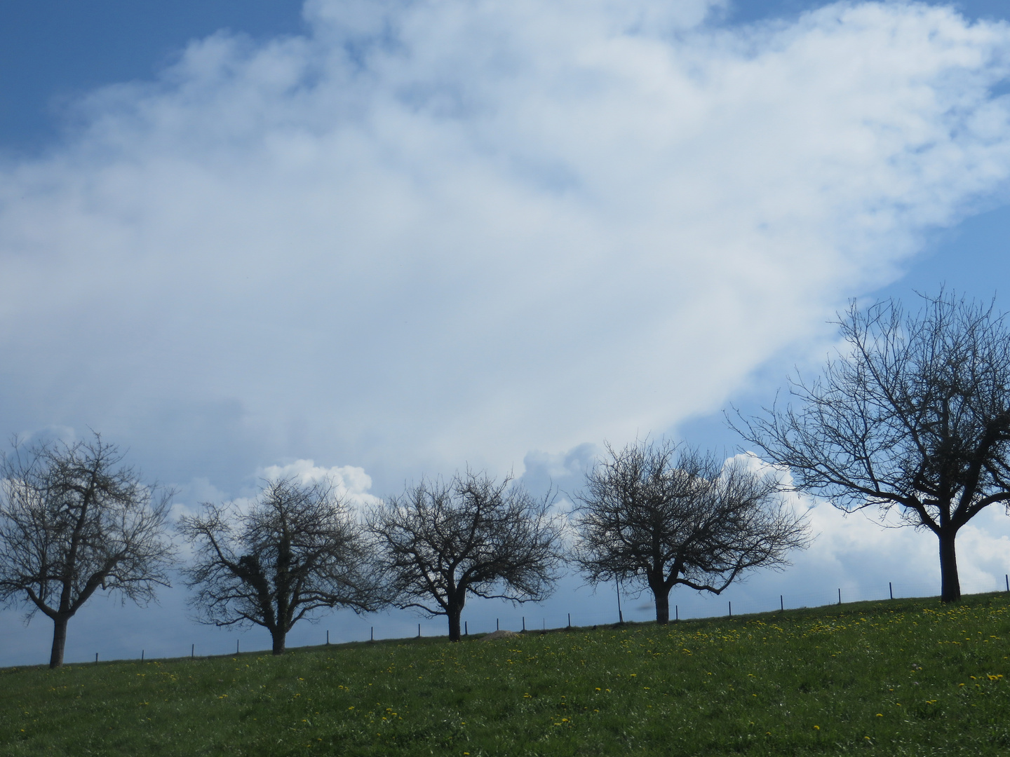 Baumblüte im Thurgau