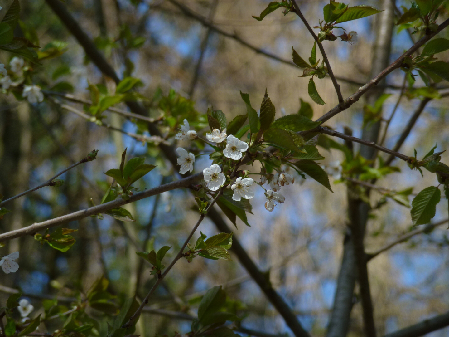 Baumblüte im Wald