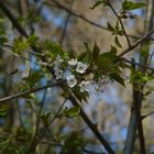 Baumblüte im Wald