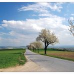 Baumblüte im Weinviertel