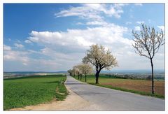 Baumblüte im Weinviertel