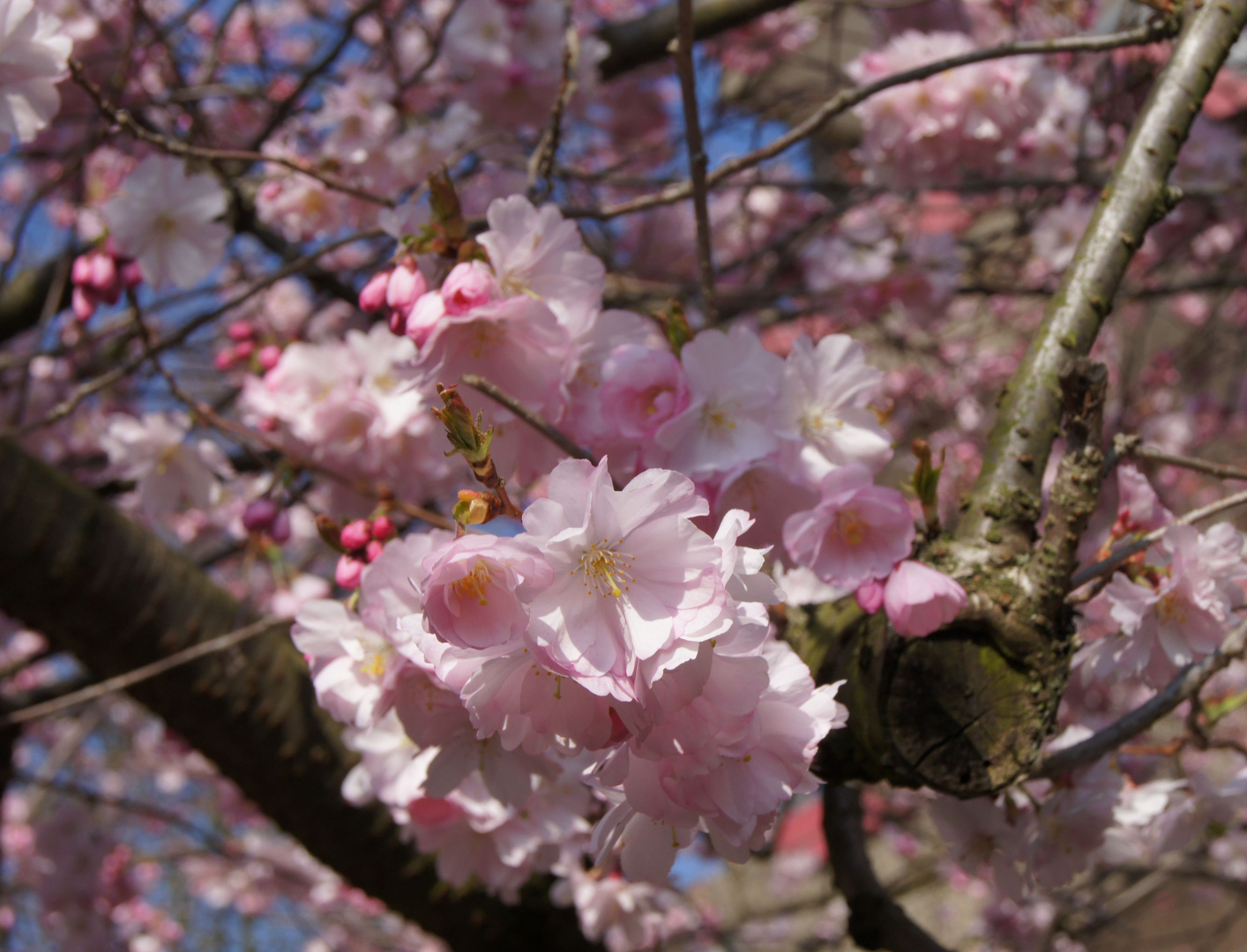 Baumblüte im Wohnpark