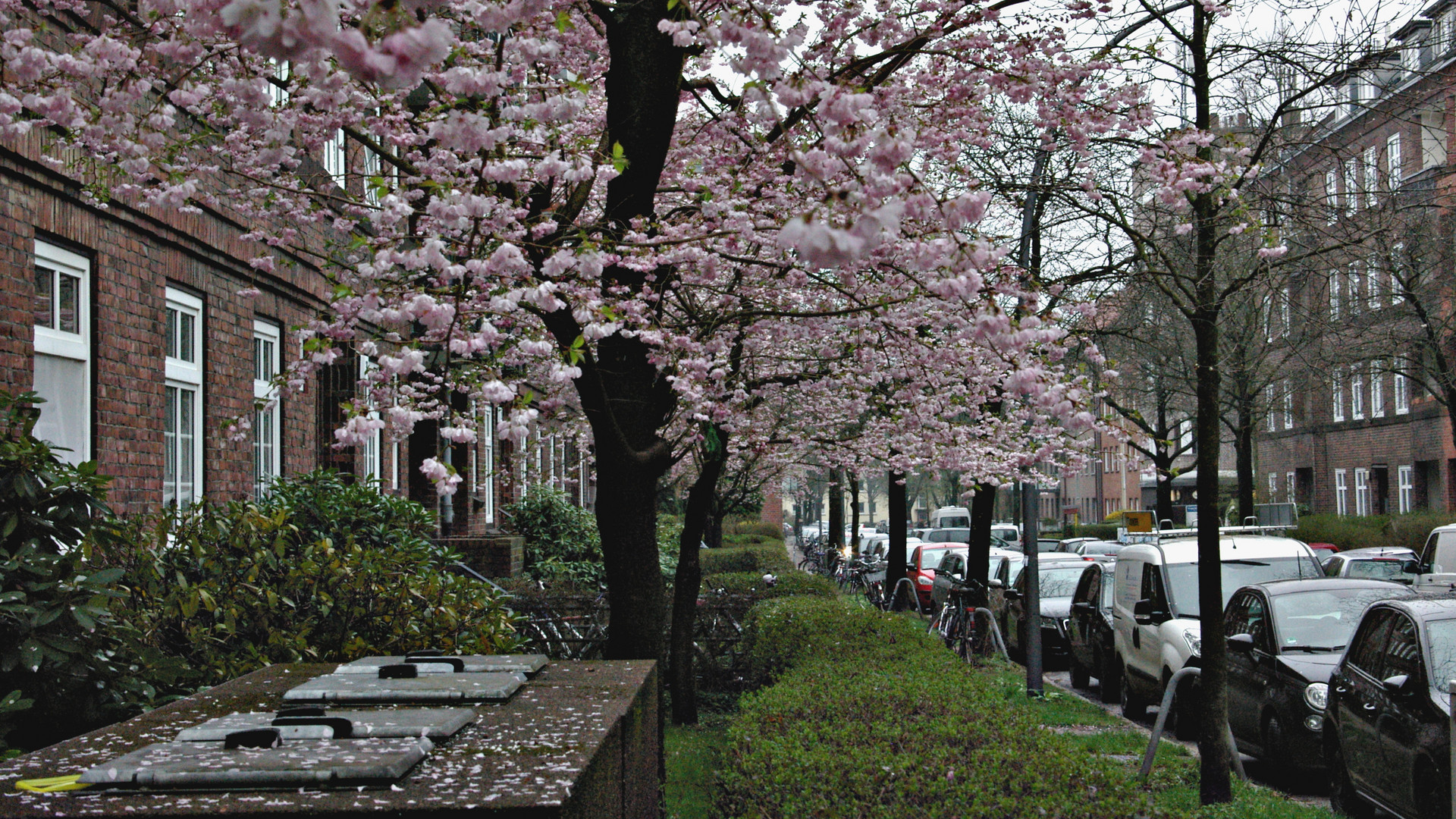 Baumblüte in Barmbek